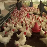 خروس چاق مرغ مادر پردار زیبا