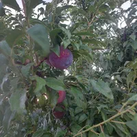 باغشهری ۱۰۰۰ متری در خان زنیان|فروش زمین و ملک کلنگی|شیراز, باهنر|دیوار