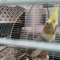 عروس هلندی خوش رنگ