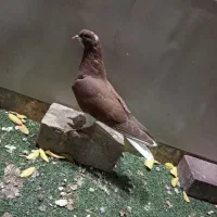 کفتر بهبونی|پرنده|مرودشت, ثبت احوال|دیوار