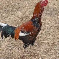 خروس‌لاری|حیوانات مزرعه|ثمرین, |دیوار