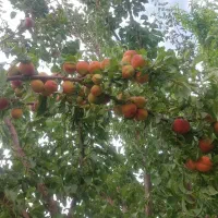 باغ/ویلا/ زمین/ گلشن آباد/چشمه پهن