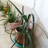 حراج گیاهان آپارتمانی|گل و گیاه طبیعی|کرج, باغستان|دیوار