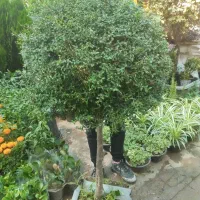 خدمات باغبانی. هرس کاری. صفر تا  صد.    سیار|خدمات باغبانی و درختکاری|فردیس, قریشی|دیوار