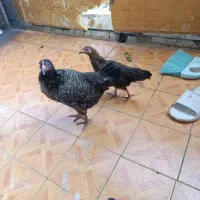مرغ خروس