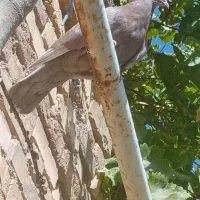 کبوتر فروشی