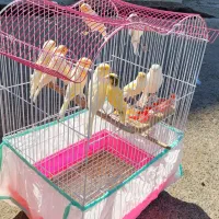 قناری|پرنده|شوشتر, |دیوار