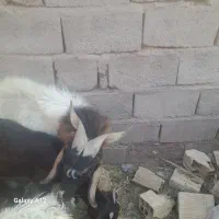 دو عدد نری  چاق و سر حال  برا داشت و کشتن.|حیوانات مزرعه|بم, |دیوار