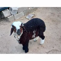 رامشیر