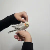 عروس هلندی دستی نر