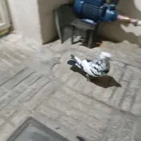 کبوترپرنده