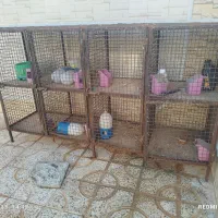 جفت گاه کبوتر