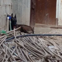 سگ مالینویز ماده یک ساله