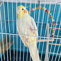 عروس هلندی با قفس