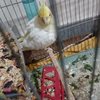 عروس هلندی نر