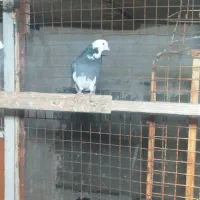 کفتر پرشی تیرماه دیده|پرنده|رباطکریم, رباطکریم|دیوار