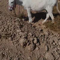 خر الاغ ماده جوان|حیوانات مزرعه|فلاورجان, |دیوار