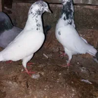 کبوتر .خوش ذات