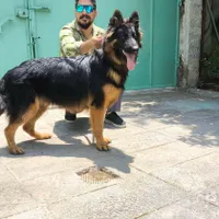 فروش سگ نگهبان برای محافظت از شما و زندگی شما