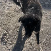 سگ بومی ماده