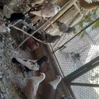 دمسفید پرشی|پرنده|جوین, |دیوار