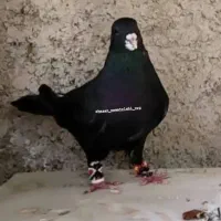 خال سیاه