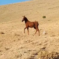 کره اسب مادیان درهشوری