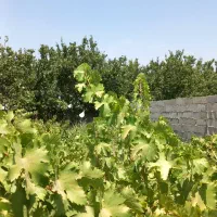 یک قواره باغ و باغچه زمین مناسب ساخت ویلا(کاسبی)|فروش زمین و ملک کلنگی|شهریار, شهریار|دیوار
