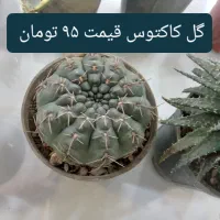 انواع گل کاکتوس گل آپارتمانی گل شکوفه|گل و گیاه طبیعی|نجفآباد, ریاضی|دیوار