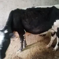 شیری و گوشتی