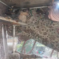 مرغ مینا تخم گذار|پرنده|انبارآلوم, |دیوار