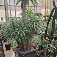 اجاره گلخانه و فروش یکجای گیاهان