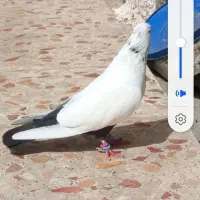 کبوتر دمسیاه افشان