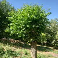 پیوند اصولی گردو