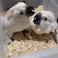 جوجه کاسکو،آرا،ماکائو،کاکادو ملوکان،آمبرلا