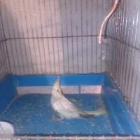 عروس هلندی