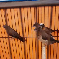 فنچ بنگالی پرستار درشت کاکولی جفتی 550 ت. گلدین