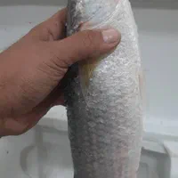 سلیه (شبح) تور ماهیگیری