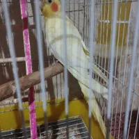 عروس چش شرابی|پرنده|میانه, |دیوار