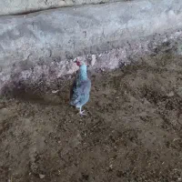 مرغ