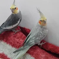 عروس هلندی