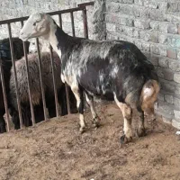 میش پلنگی نازار خدا هر عزیزی خاست در خدمتم