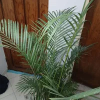 گل و گیاه، اریکا