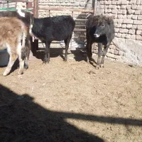 گوساله ماده|حیوانات مزرعه|اراک, |دیوار