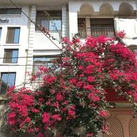 اجاره آپارتمان ویلایی راه جدا