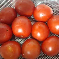 شام‌ امشب|خدمات پذیرایی، مراسم|نیشابور, شهرک اندیشه|دیوار