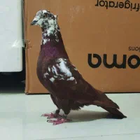 رنگ کلکسیونی ۸عدد