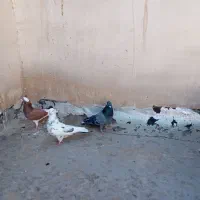 دم سفید کاکلی نر /نر ابلق گلی »نر خال سیاه کاکلی