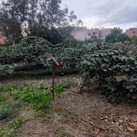 فروش عمده کیوی سر درختی