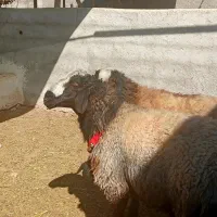 قوچ شال قوچ همو میش ژن دار